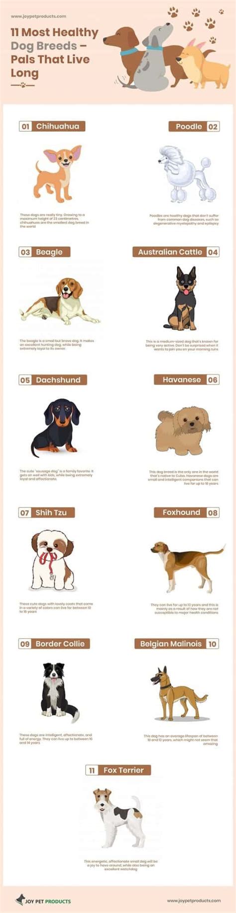 11 Most Healthy Dog Breeds - Pals That Live Long