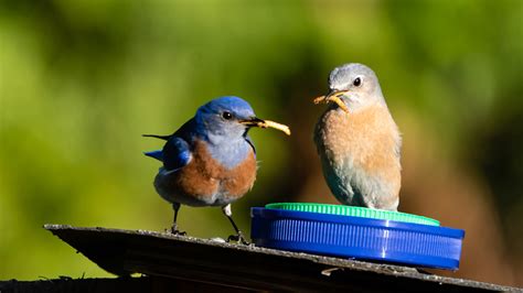 Western Bluebirds | Oregon Birding Association