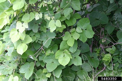 Kudzu | University of Maryland Extension