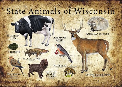 Wisconsin State Animals Poster Print - Etsy