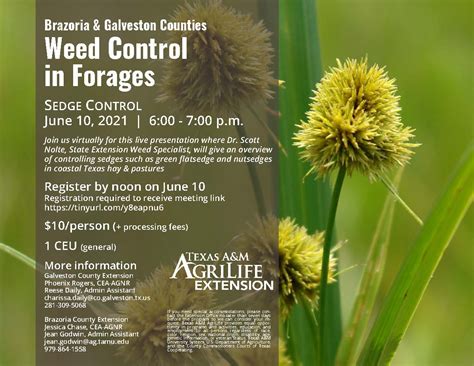 Weed Control in Forage/SEDGE CONTROL | Brazoria