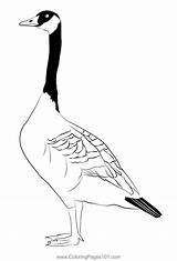 Canada Goose 6 Coloring Page For Kids  Free Swans And Geese Printable sketch template