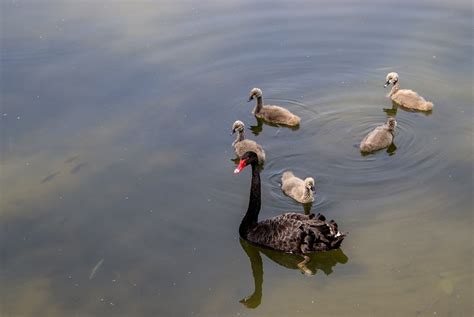 Black Swan Cygnets Lake - Free photo on Pixabay - Pixabay