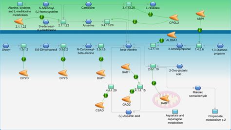 Beta-alanine metabolism Pathway Map - PrimePCR | Life Science | Bio-Rad