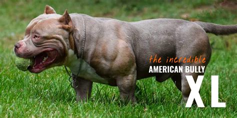 American Bully XL – Standard, Regimen, Bloodlines, Breeding & FAQ — Breeding Business (2022)