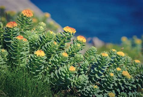 Rhodiola Rosea Supplements: Herbal Capsules, & Extracts: Gaia Herbs®