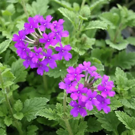 10 Medicinal Health Benefits Of Verbena (Vervain) - Agric4Profits