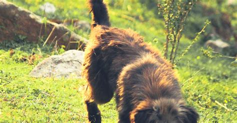 Dog Walking On Green Grass · Free Stock Photo