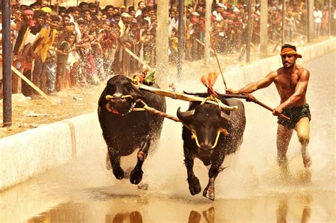 Mangaluru Kambala: Reinstating Traditions One Race At A Time