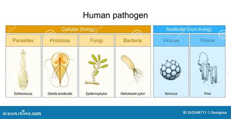 Bacteria And Viruses Vector Line Icons Set. Bacteria, Viruses, Microbes, Pathogens, Antibiotic ...