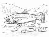 Trout In Nature Adult Coloring  Page sketch template