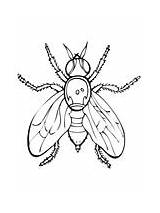 Desenhos De Mosca Para colorir  Páginas Imprimíveis sketch template
