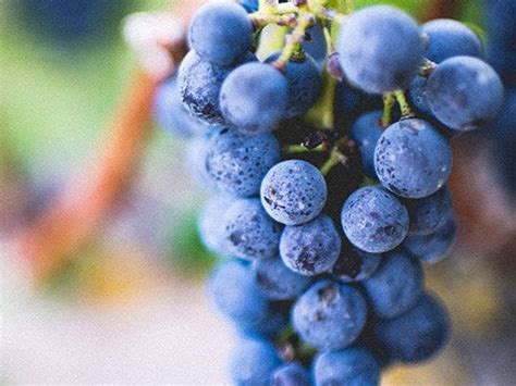 Concord Grape Wine Recipe – Midwest Supplies