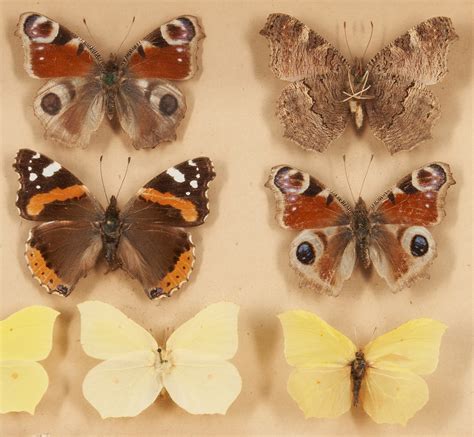 Lot 1163: 4 Framed Butterfly Specimen Collections | Case Auctions