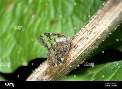 Passion Vine-hopper (Scolypopa australis Stock Photo - Alamy