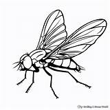 Fly Coloring Pages  Free & Printable sketch template