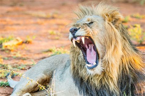 Lion Roaring - Idwalaview