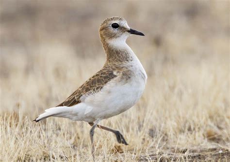 Mountain Plover - Profile | Facts | Habitat | Diet | Traits | Range - Bird Baron