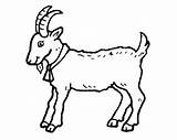 The Three Billy Goats Gruff Coloring Pages  Home sketch template