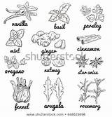 Spices Coloring Pages sketch template