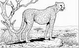 Cheetah Coloring Pages  ColoringBay sketch template
