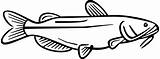 Channel Catfish Coloring Page  ClipArt Best sketch template