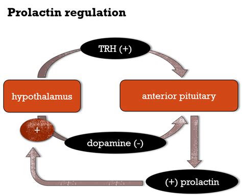 Natural Prolactin Control - World Bodybuilding