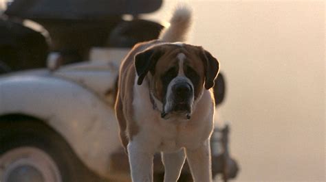 Was Cujo A Real Dog
