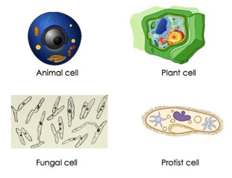 Eukaryotic Cell — Definition & Examples - Expii