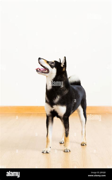 Black shiba dog Stock Photo - Alamy