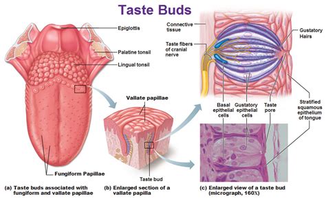 Chemical Sense: Taste (Gustation)