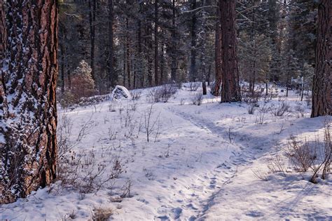 Snowy Forest · Free Stock Photo