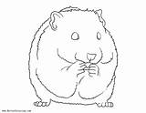 Hamster Coloring Pages By Ashleyphotographics  Free Printable sketch template