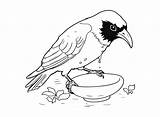 40  Crow Coloring Pages Free Printable PDF JPG PNG & Online sketch template