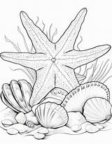 33 Stunning Starfish Coloring Pages  My Favorite sketch template