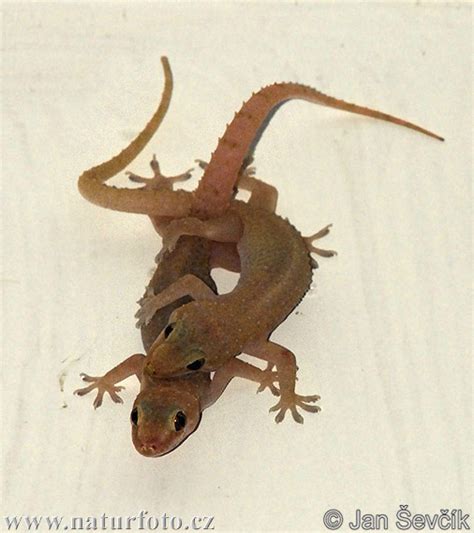 Common house Gecko Photos, Common house Gecko Images, Nature Wildlife ...