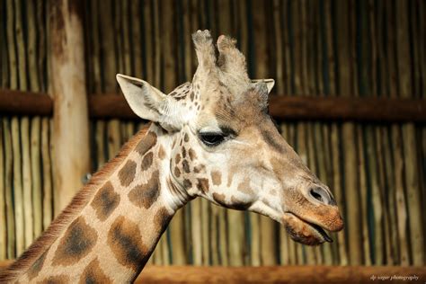 Baringo Giraffe | Lincoln Park Zoo Chicago, IL January 2014 … | Flickr