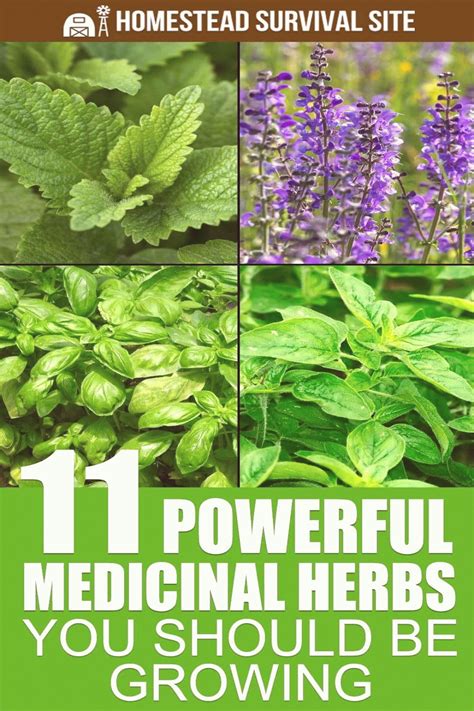 11 Powerful Medicinal Herbs You Should Be Growing in 2020 | Medicinal herbs garden, Medical ...