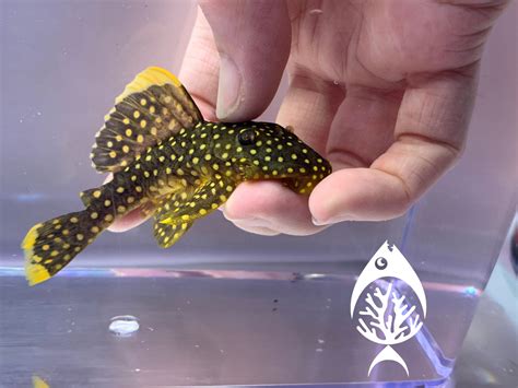 Gold Nugget Pleco - Marine Warehouse Aquarium