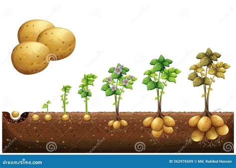 Potatoes Plant Growing Process from Seed To Ripe Vegetables ...