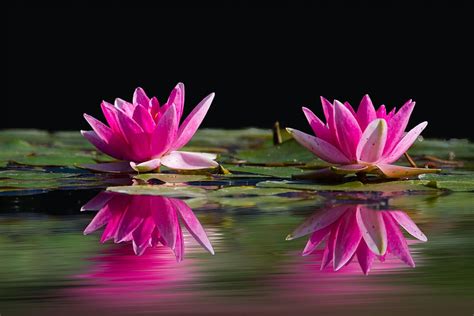 HD wallpaper: Two Lotus Flowers Surrounded by Pods Above Water, aquatic ...