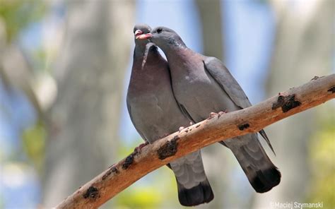 Stock Pigeon nest in earthen walls | Атлас на гнездящите птици в България