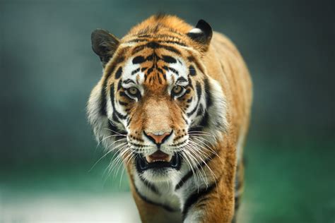 Is it Legal to Own a Pet Tiger in Georgia? - Atlanta, GA - Hasner Law, PC