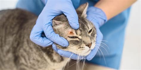 How to Treat Ringworm in Cats: Effective Solutions Revealed - Ragdollhq.com