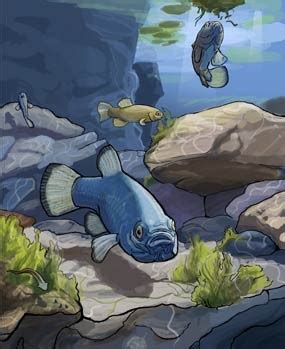 Devils Hole Pupfish (Cyprinodon diabolis): Will Endangered Resilient Prehistoric Species Survive?