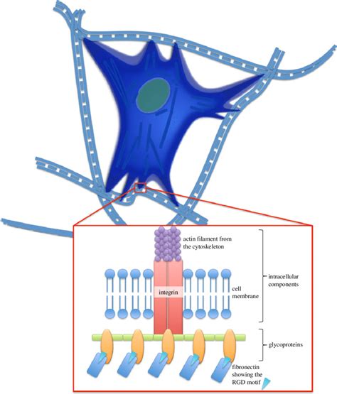 Understanding Surface Adhesion In Nature A Peeling Model