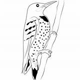 Bigstock Pileated Woodpecker Coloring Page For Kids  Free Woodpeckers sketch template