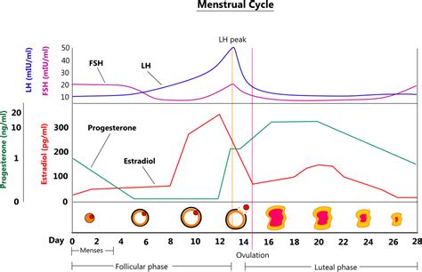 Female hormone physiology