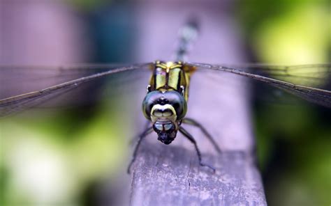 Green dragonfly macro photography HD wallpaper | Wallpaper Flare