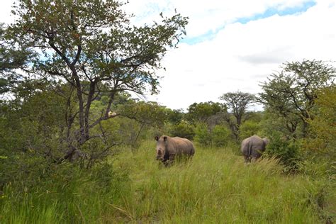 Matobo National Park is one of the few sanctuaries for the White and ...